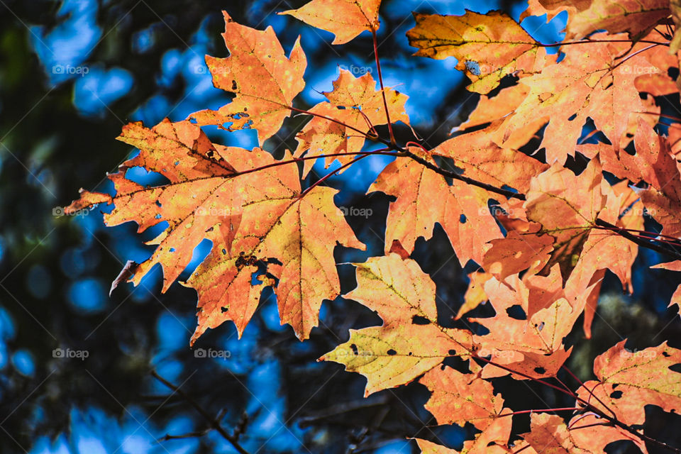 The most iconic leaves in autumn! THE MOST VIBRANT! I won’t get tired of taking photos of this leaves forever! 