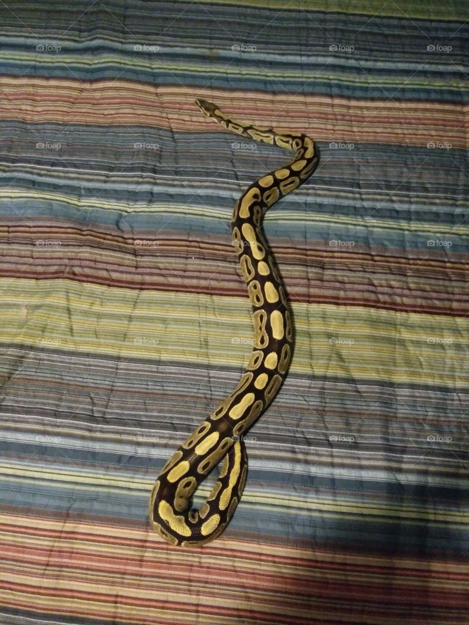 #Ballpython #Snake #Reptiles #Awesome 
#FollowMe