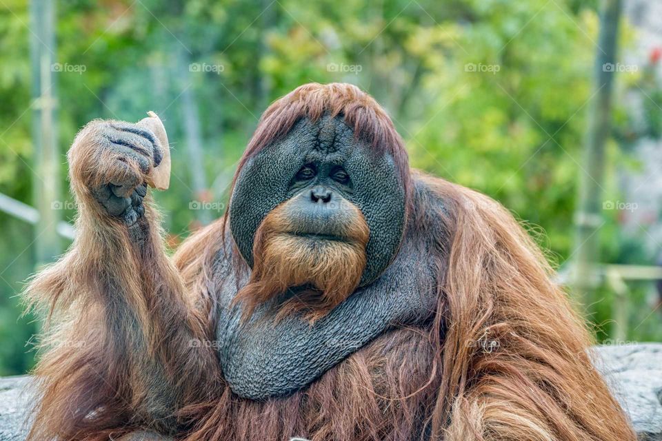 orangutan (Ape) eating isolated with blurred background