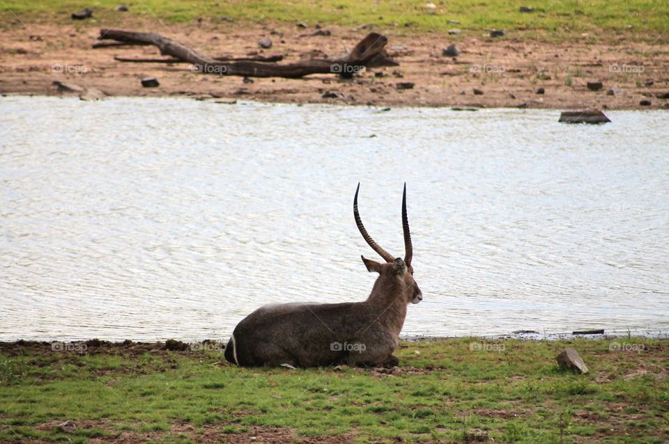 Waterbuck relaxing on the river bank in Pilanesberg National Park, South Africa