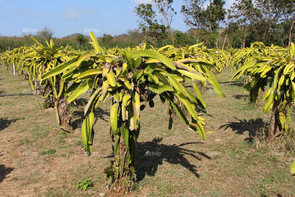 Dragonfruit at plantation near Laoag Philippines 