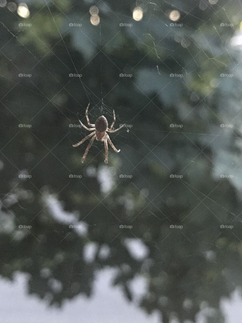Spider on a spider web with tree in the background