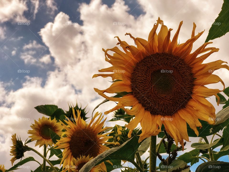 Sunflowers