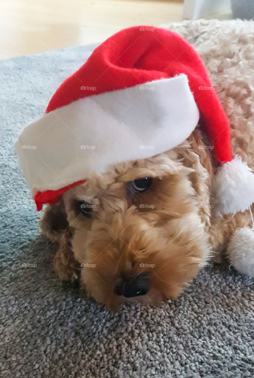 cute, little christmas dog