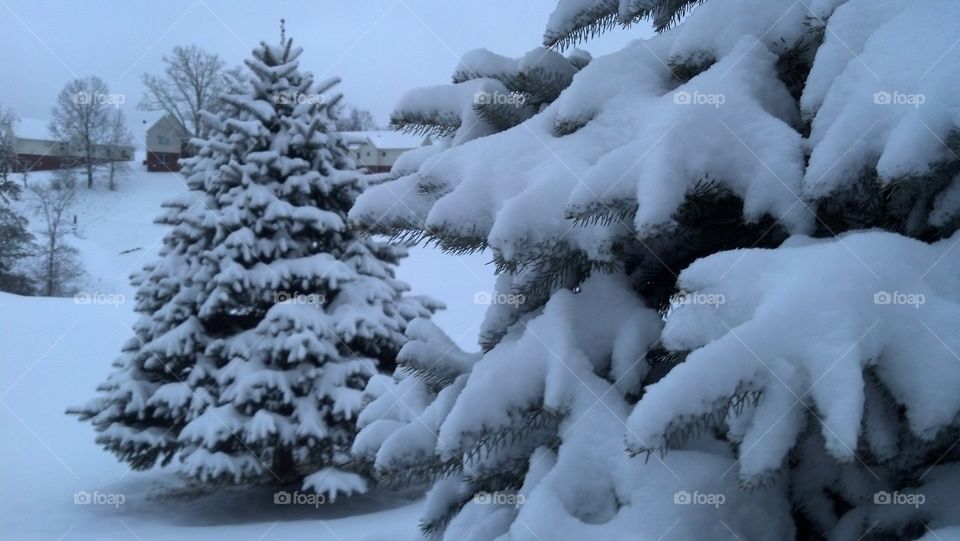Snowy trees. photo expedition through complex after big snow