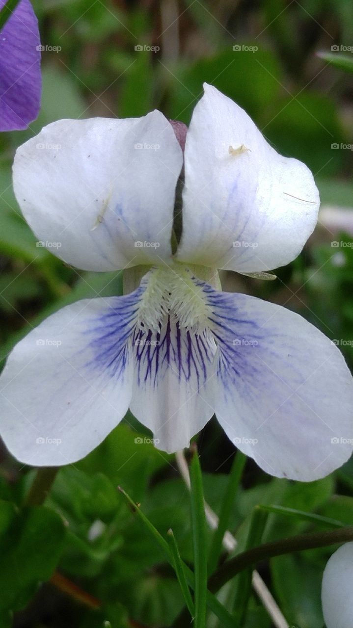 Wild White Violet