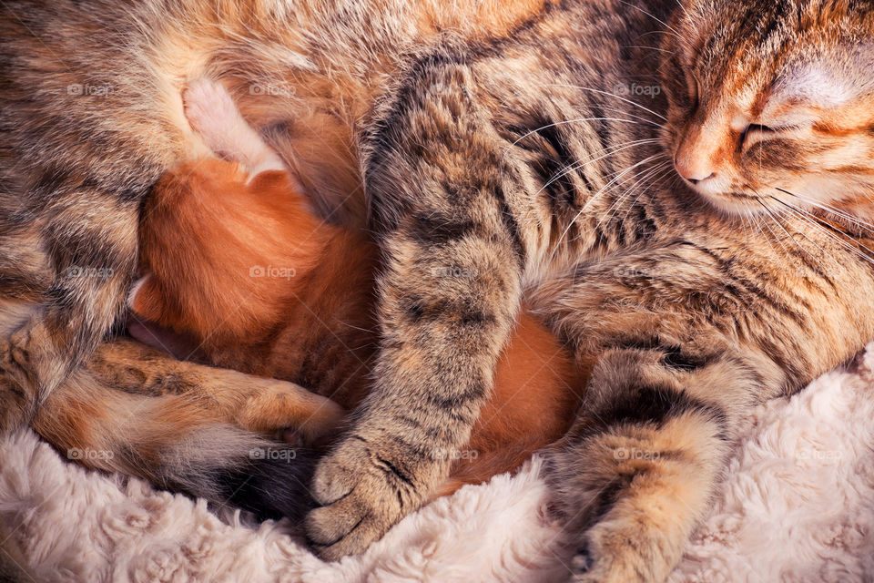 Newborn red tabby kitten with his mother cat