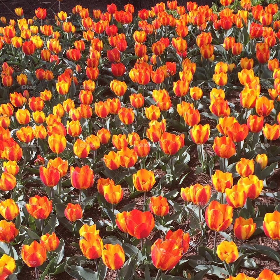 Flowers in DC