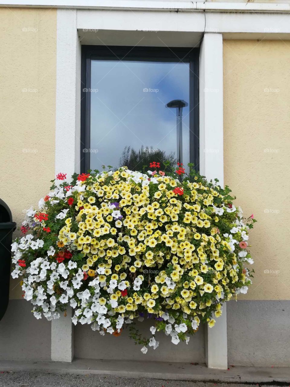 Flores en la ventana
