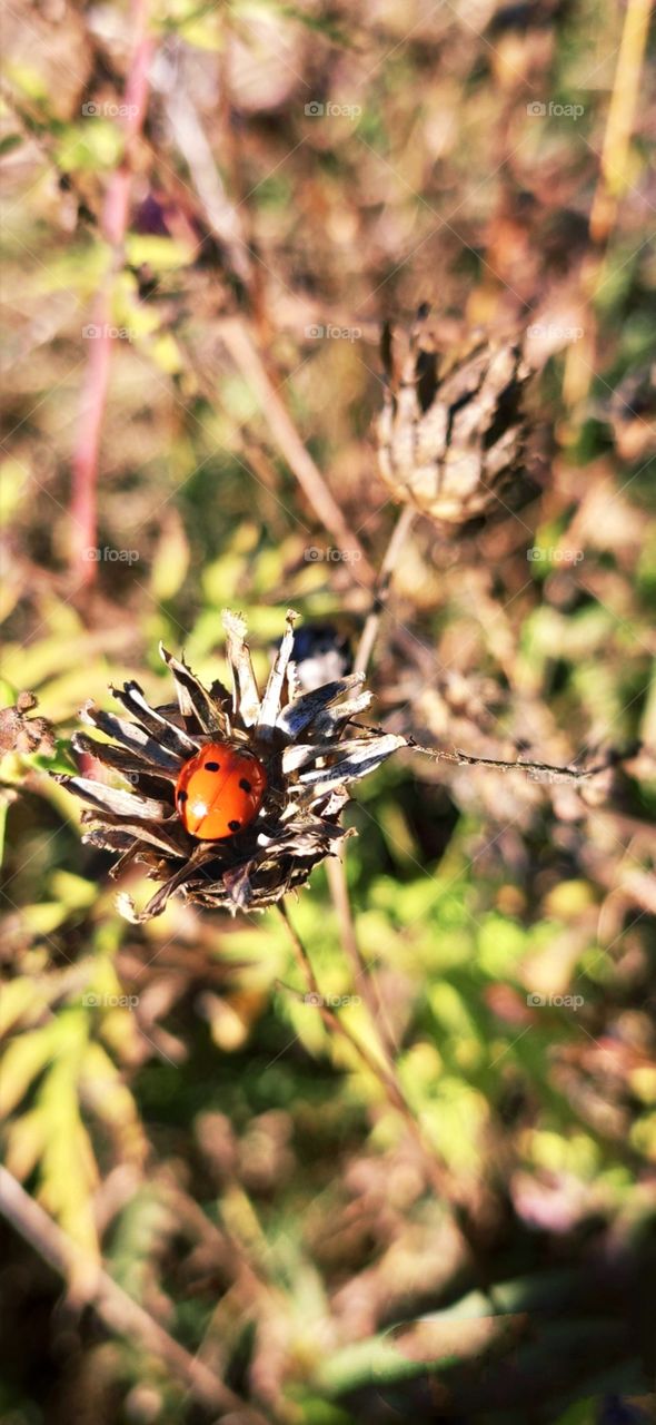 editors Choice Photo of the week