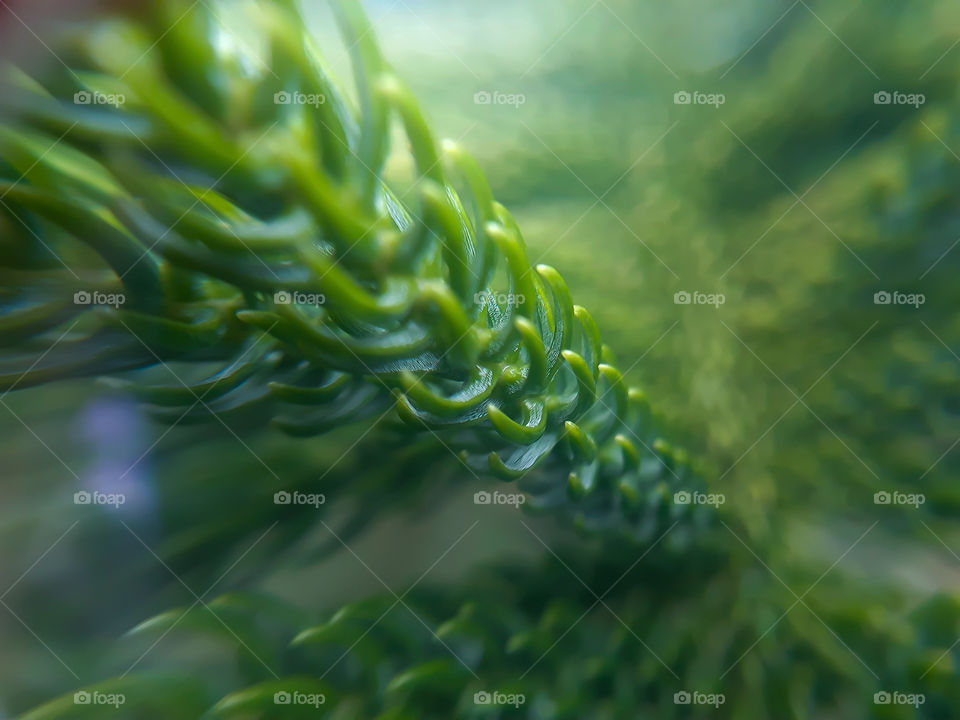 green curves pattern