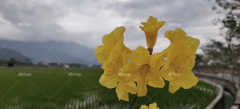 beautiful flowers in the garden