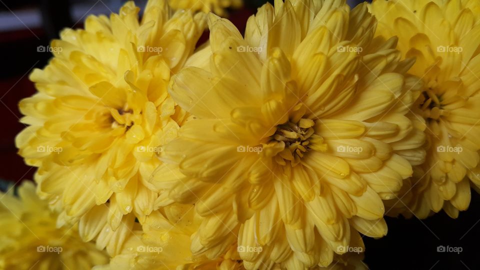 Chrysanthemum  flower's