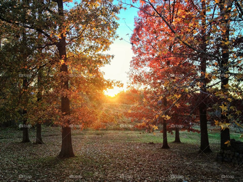 Autumn Trees at Sunset