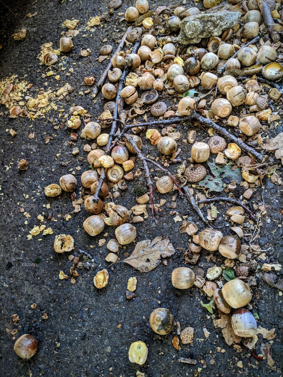 Autumn walk; the crunchy signs of changing seasons