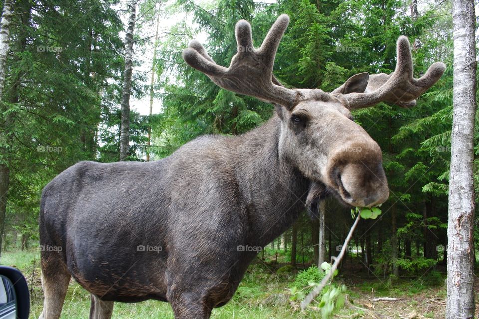 King of the Forrest moose
