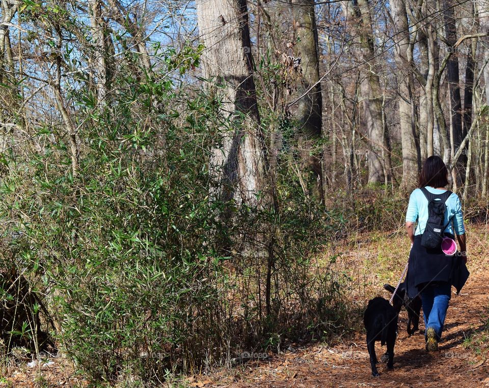  A walk in the forest