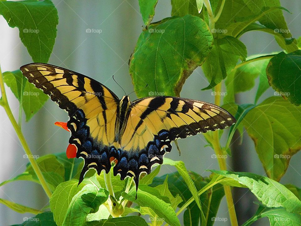 A Yellow and black Swallowtail butterfly with its wings spread feeds on a orange sunflower 