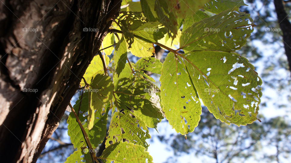 Leaves with holes, make them interesting to capture.