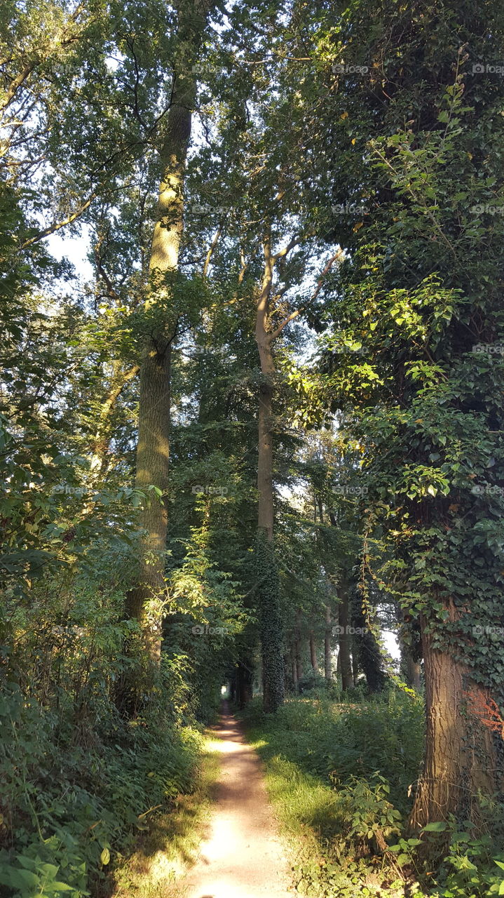 small bike path in woods