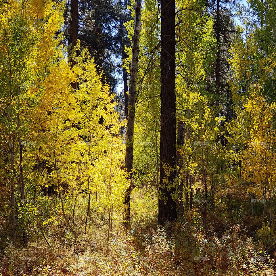 Magnificent ponderosa pine trees grow with aspen trees with leaves of golden yellow fall colors along the banks of Indian Ford Creek in the forests of Central Oregon on a sunny autumn day.
