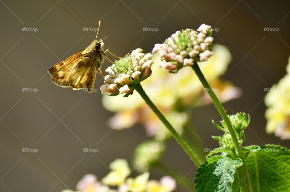 Brown Moth on Yellow Lantana