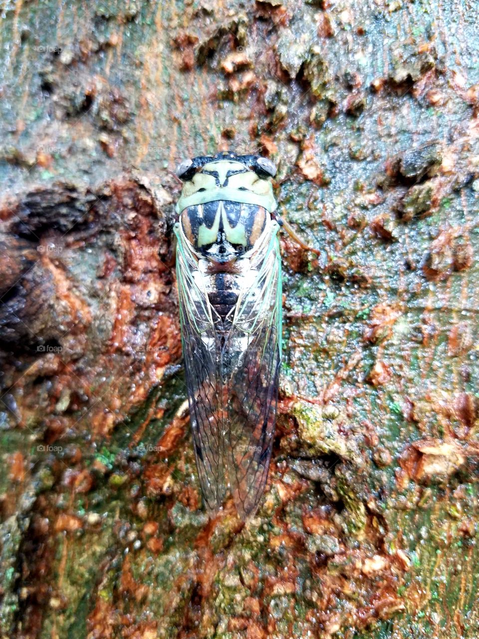 Loving this Cicada