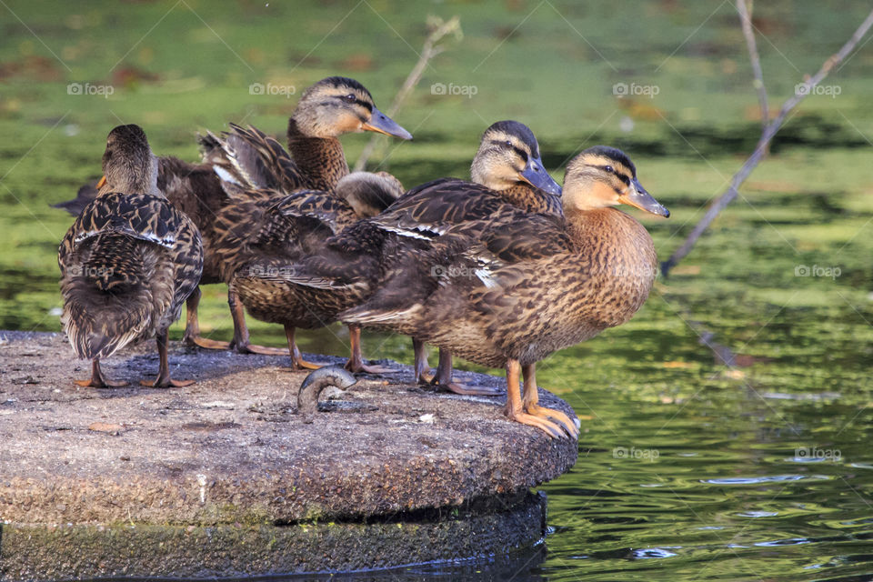 Ducklings by the lake 