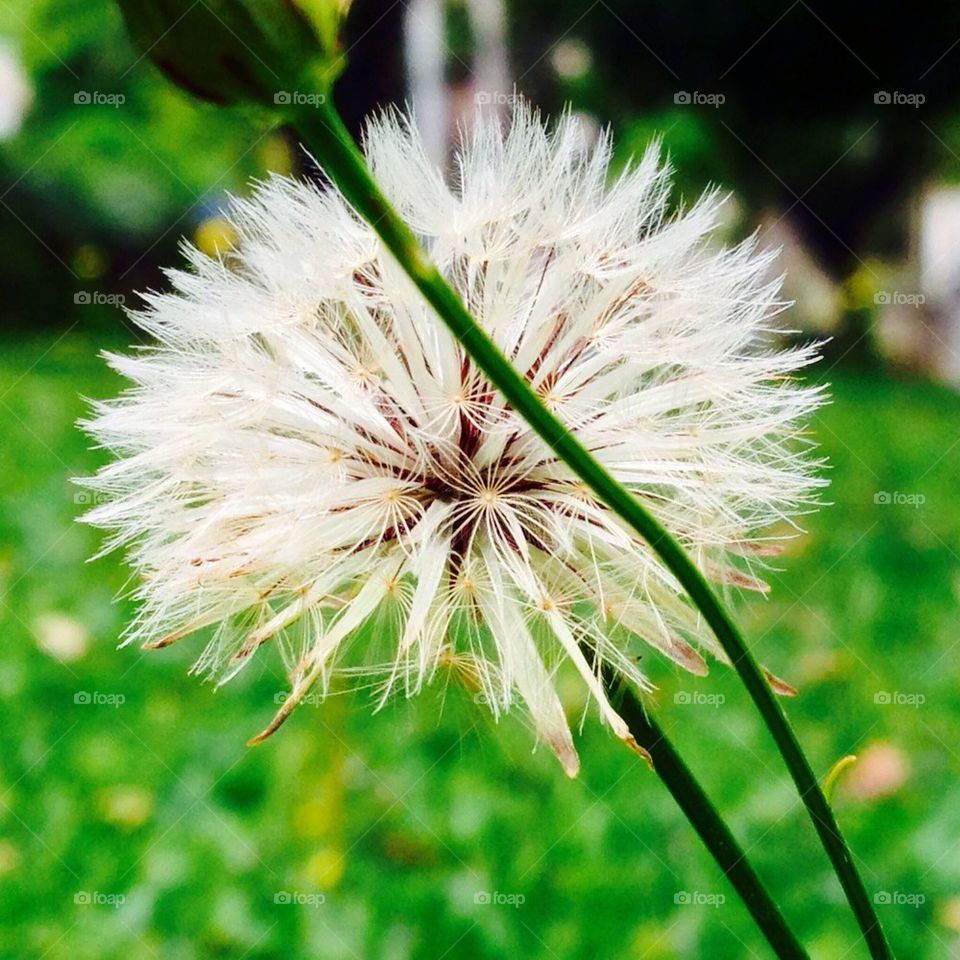 Close-up of dandelion flower