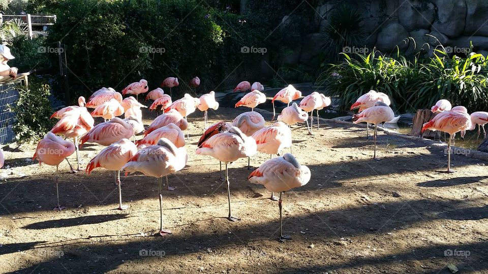 For The Birds . Enjoying a day at the Santa Barbara Zoo 