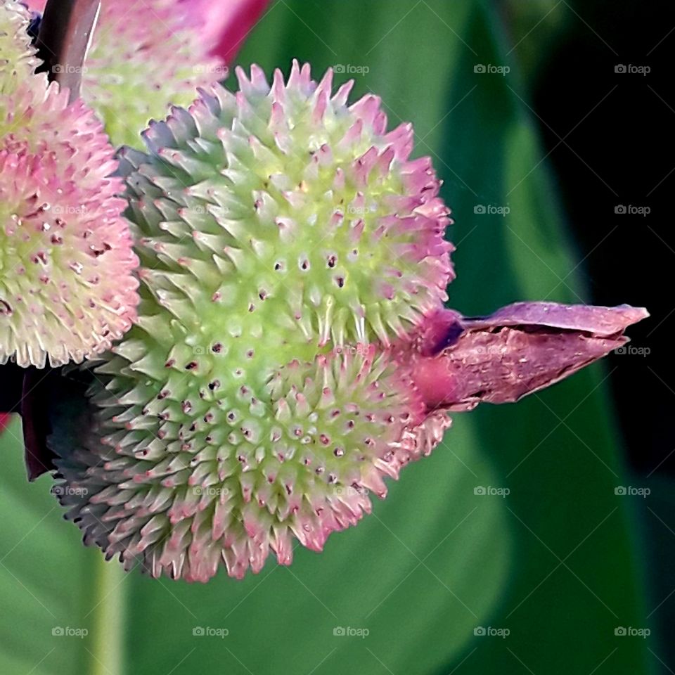 walk at golden hour  - close- up of fresh fruits of canna