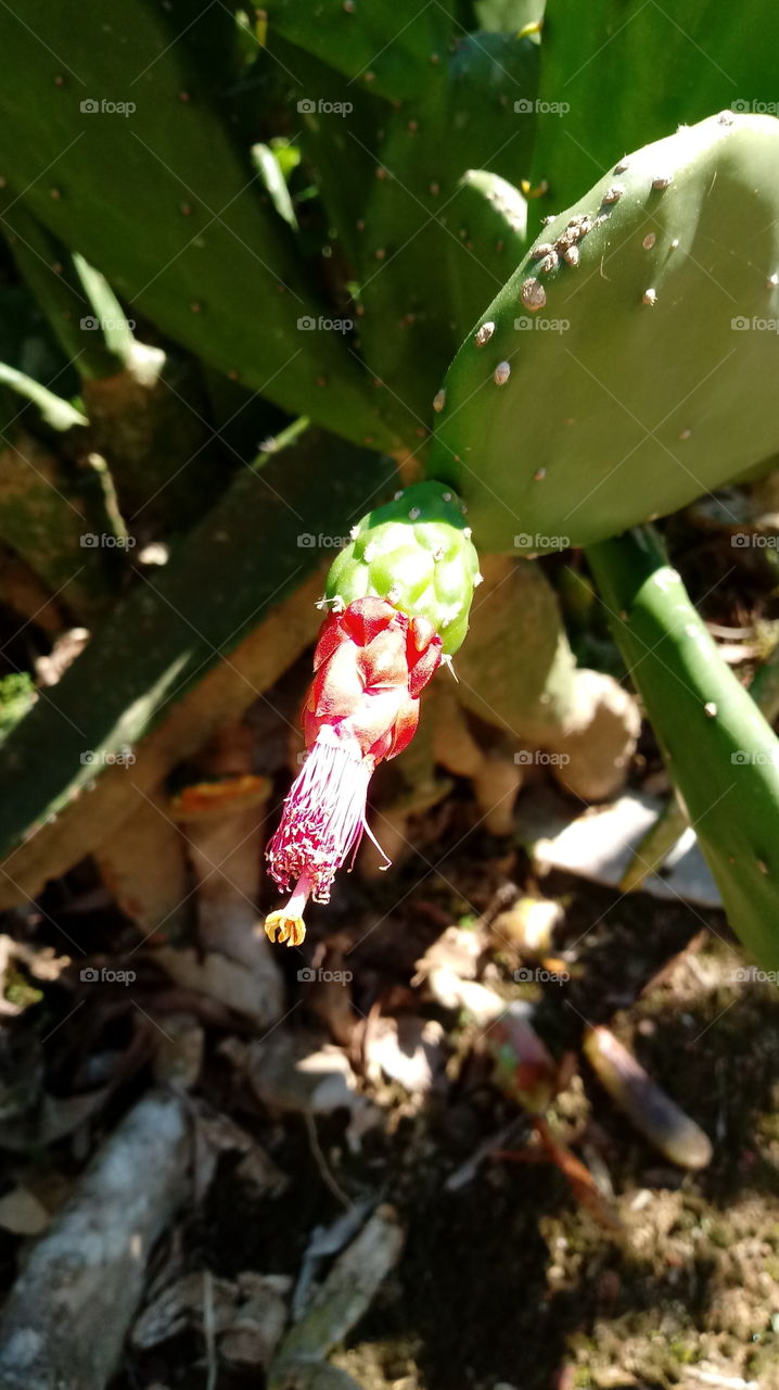 NATURE CACTUS Figo-da-Índia Opuntia ficus-indica