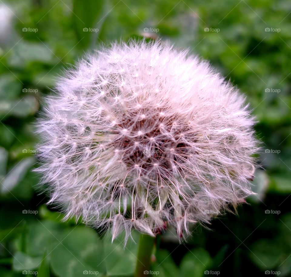 Dandelion