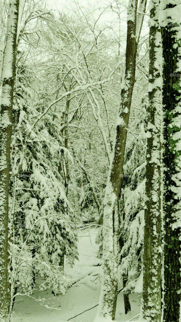 Winter walk through the woods