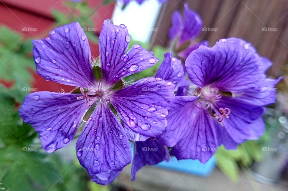 purple flowers in rain