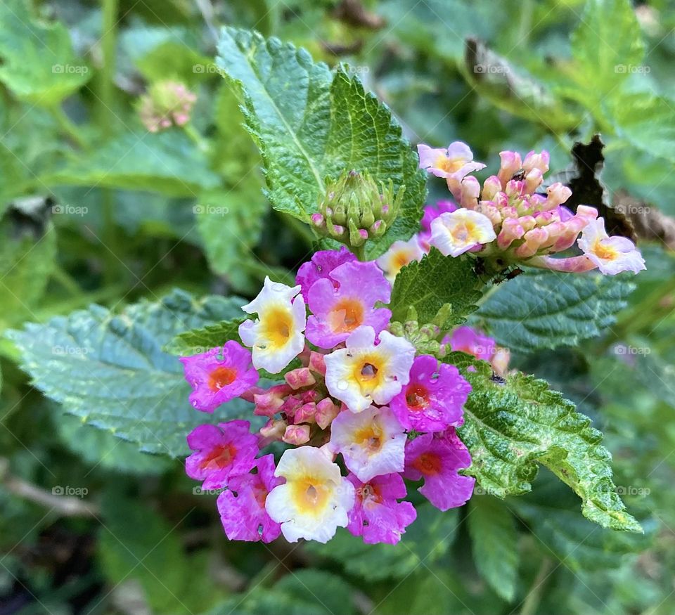 🌹 🇺🇸 Very beautiful flowers to brighten our day.  Live nature and its beauty. Did you like the delicate petals? / 🇧🇷 Flores muito bonitas para alegrar nosso dia. Viva a natureza e sua beleza. Gostaram das pétalas delicadas? 