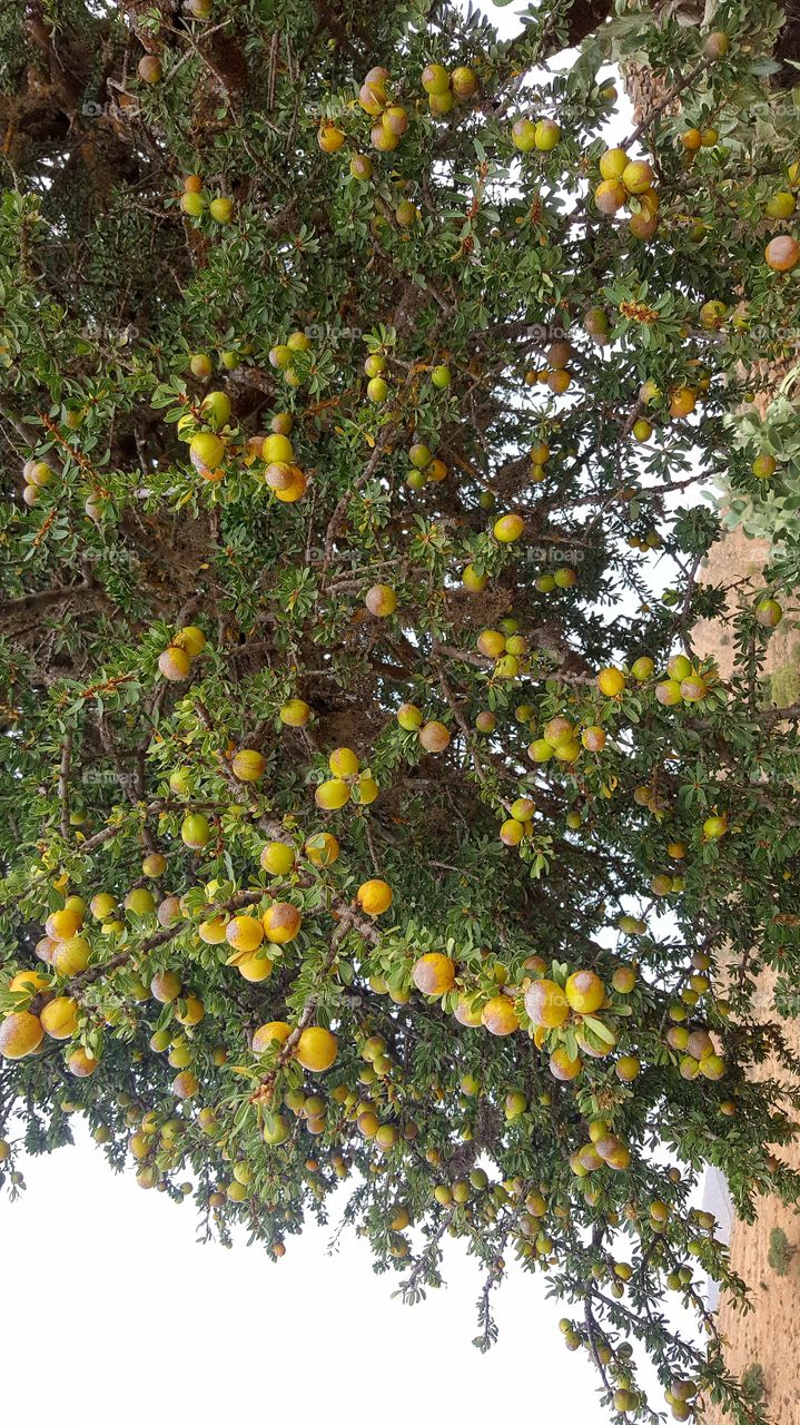 ARGAN grain tree nature