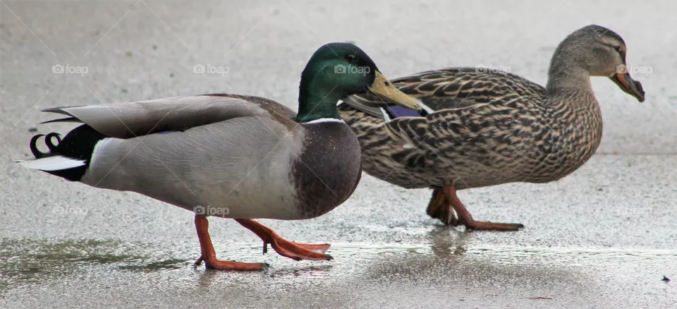 Male and female mallard duck couple walking on wet sidewalk after a rain