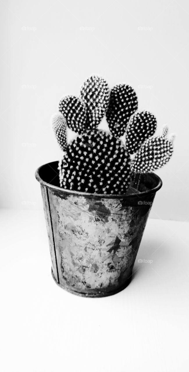 Cactus