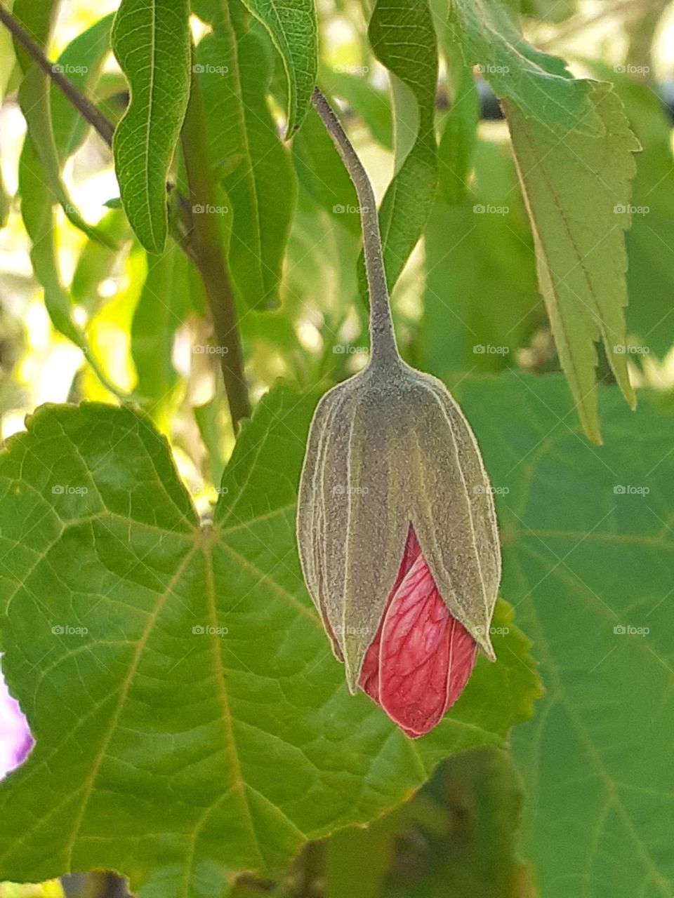 la flor pronto abrirá sus pétalos