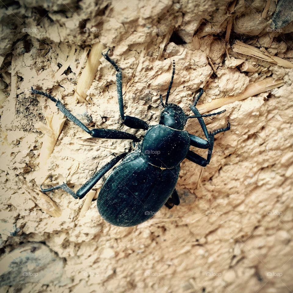 Black insect 