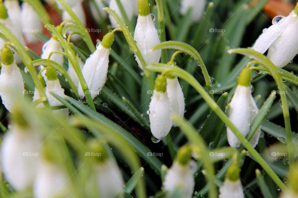 Early Spring Flowers 