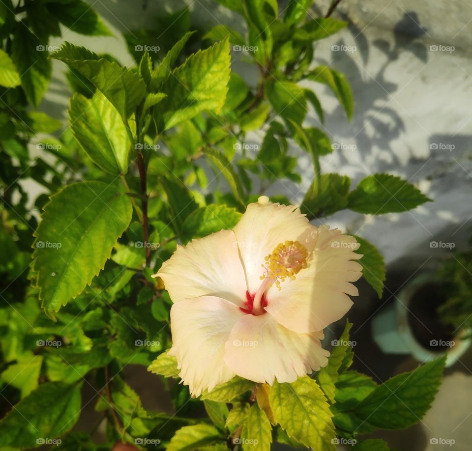 Hibiscus Rosa - Sinensis