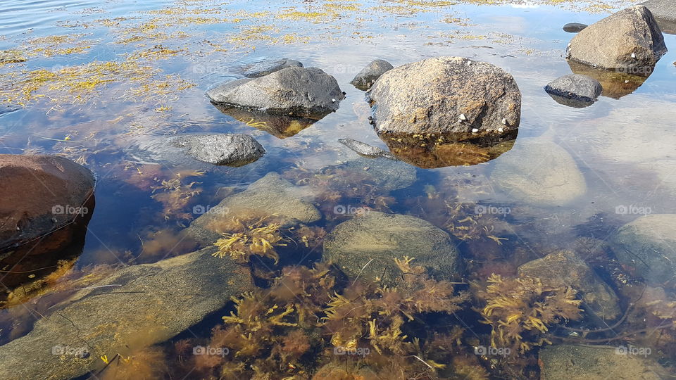 seaweed and algae in the sea  - tång alger hav