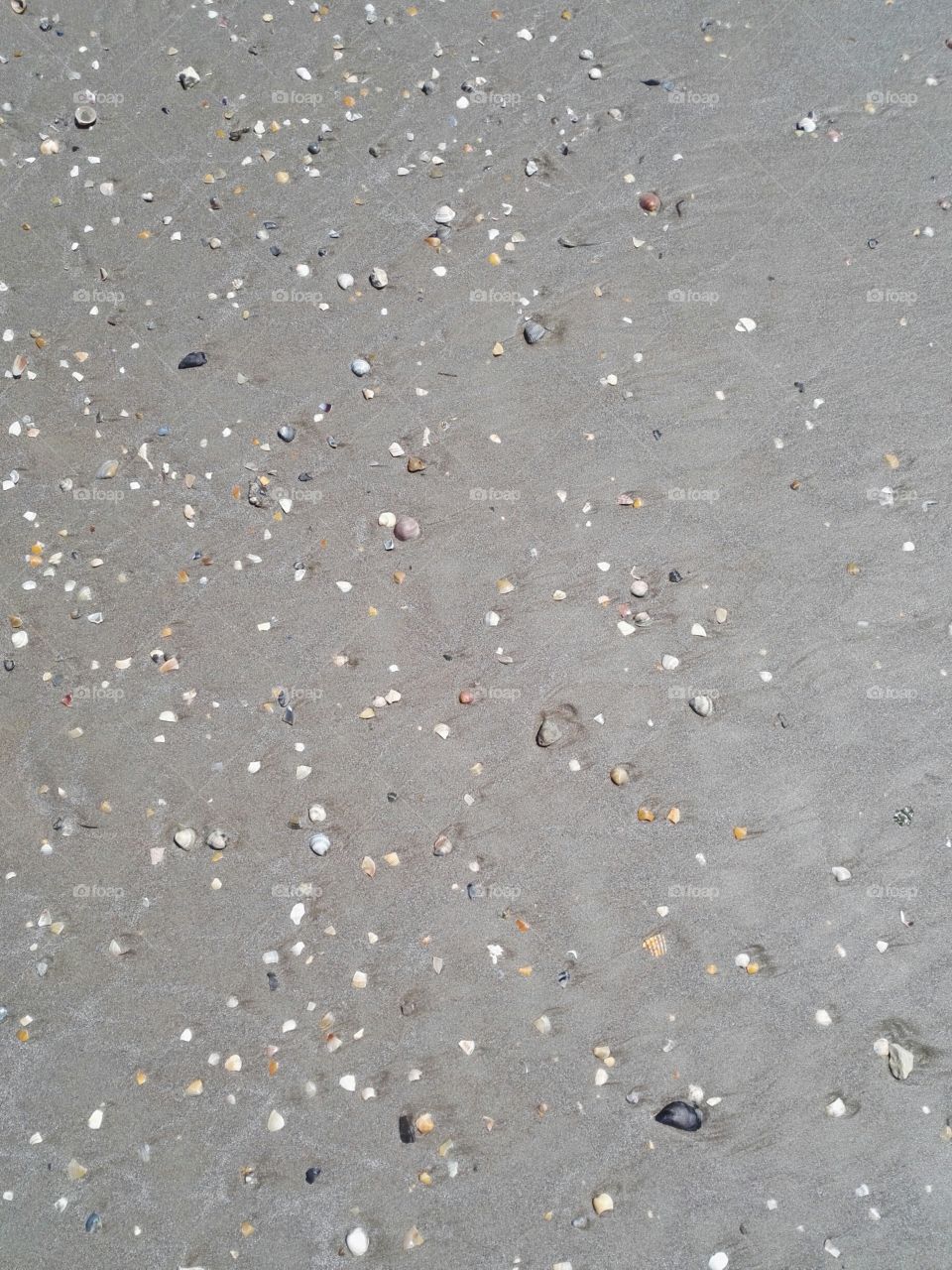 shells