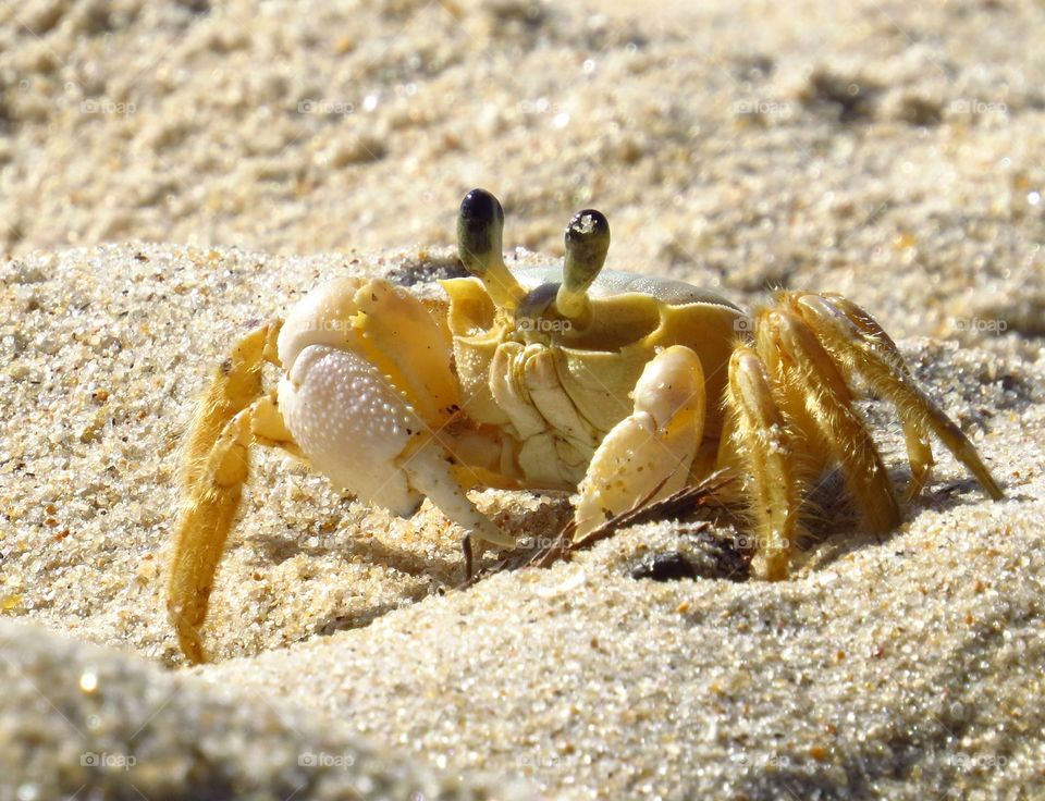 Crab beach