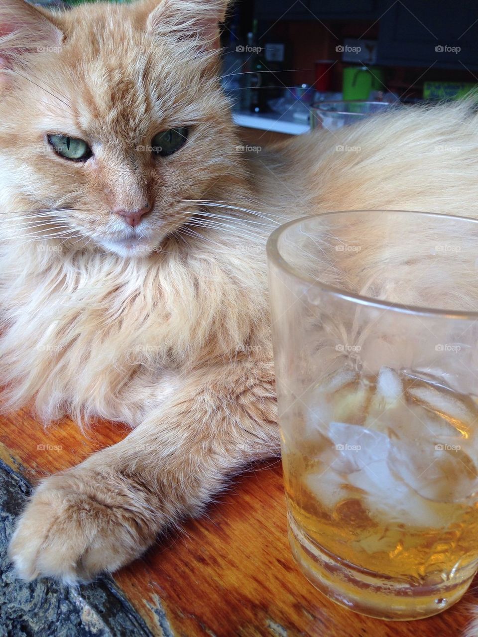 Cat with scotch
