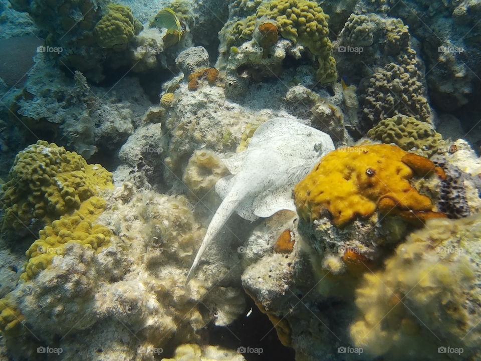 rare stingray on reef