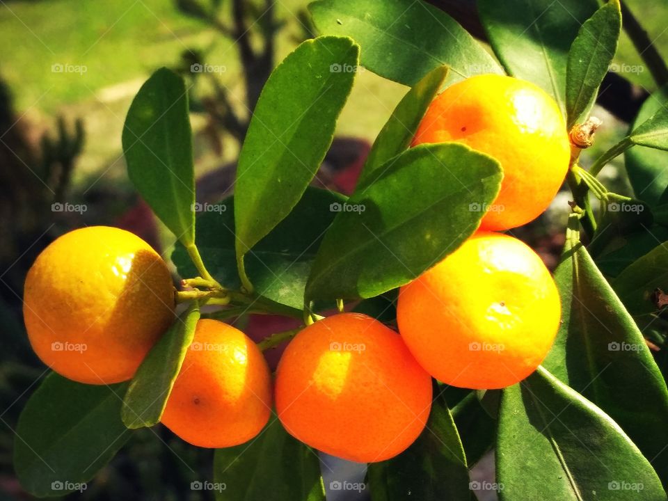 Ripe orange hanging on a tree