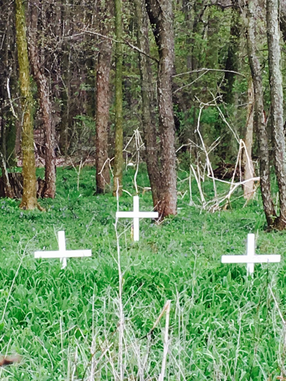 Crosses in field 